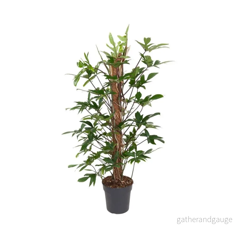 Philodendron Pedatum