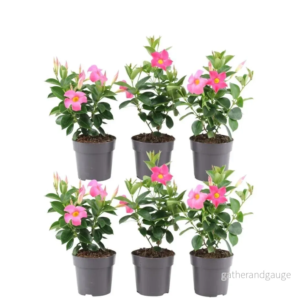 Rosa Dipladenia x 6 Rosa Dipladenia x 6