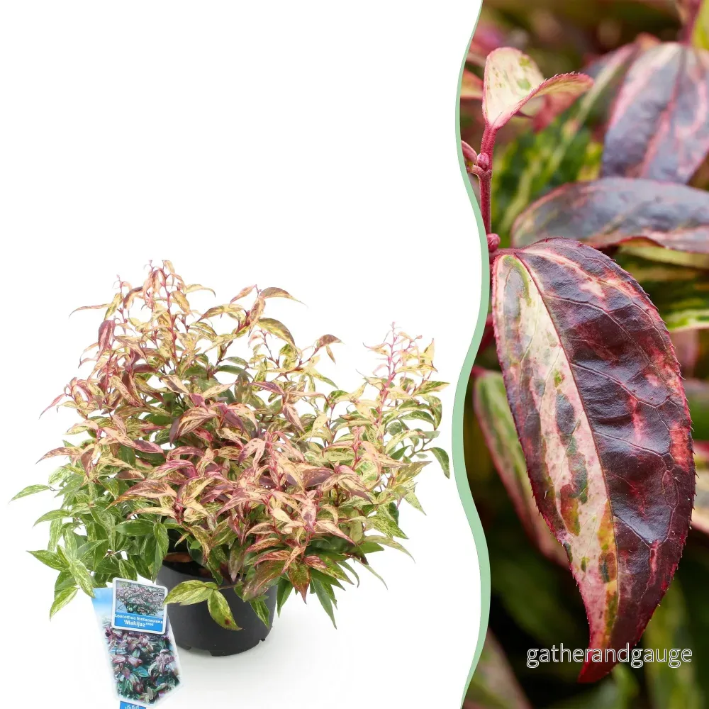 Leucothoé (Leucothoe Fontanesiana) 'Makijaz' - Vacker Skugglövväxt för Trädgården - Bild 2