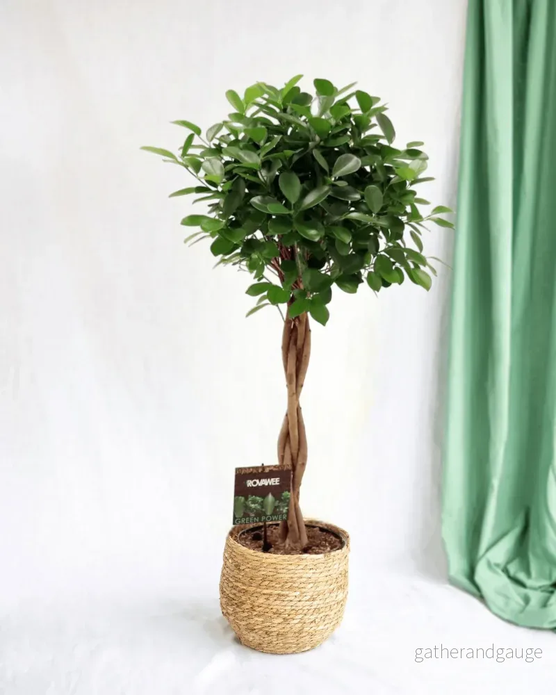 Ficus Microcarpa Moclame