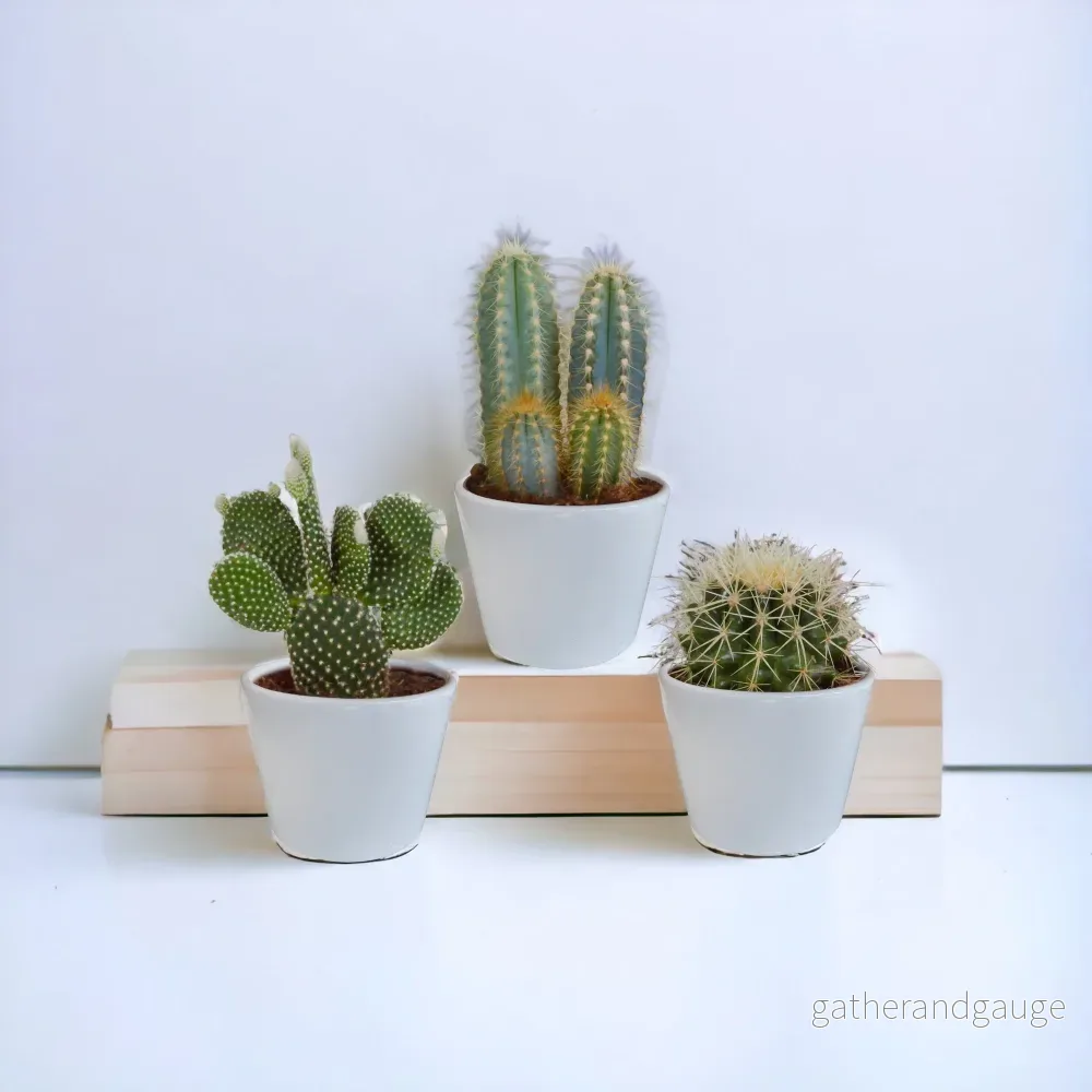 Kaktuslåda och dess vita planteringskärl – Set med 3 plantor, h23cm Kaktuslåda och dess vita planteringskärl – Set med 3 plantor, h23cm
