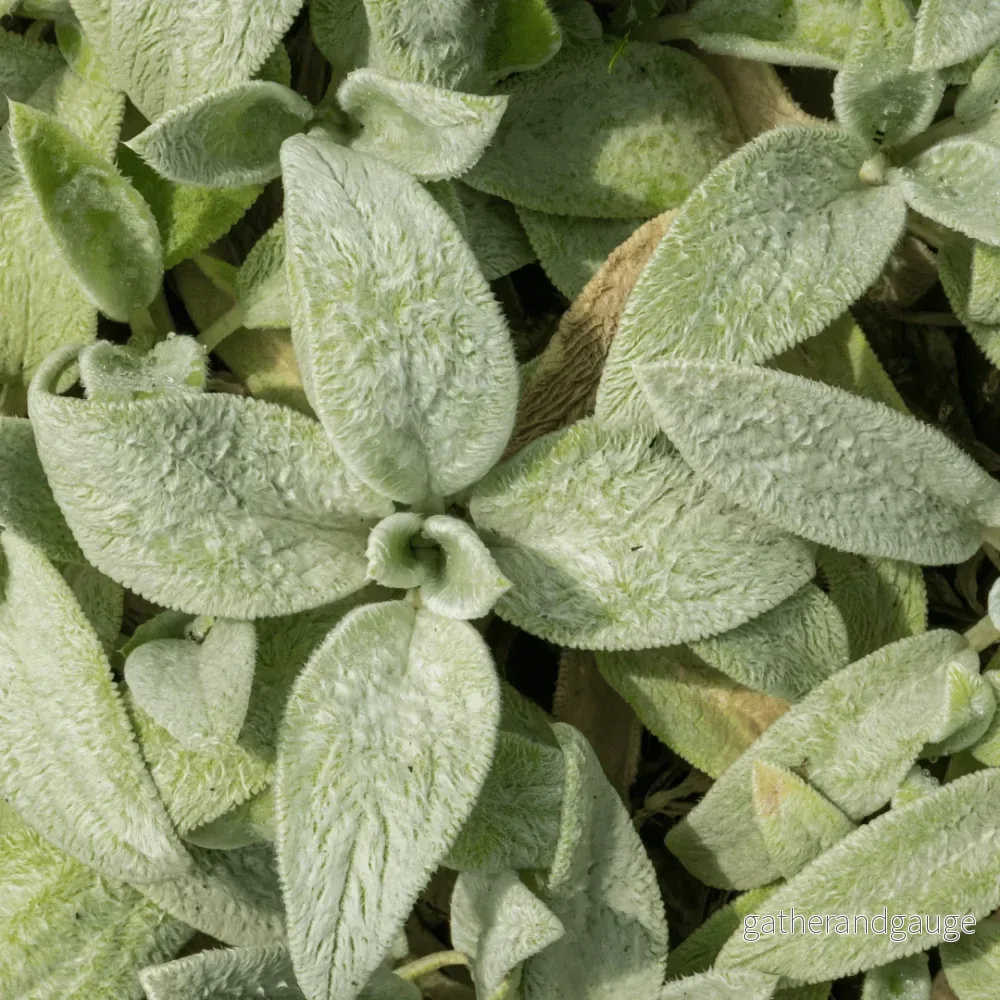 Öronört (Stachys byzantina) 'Silver Carpet'