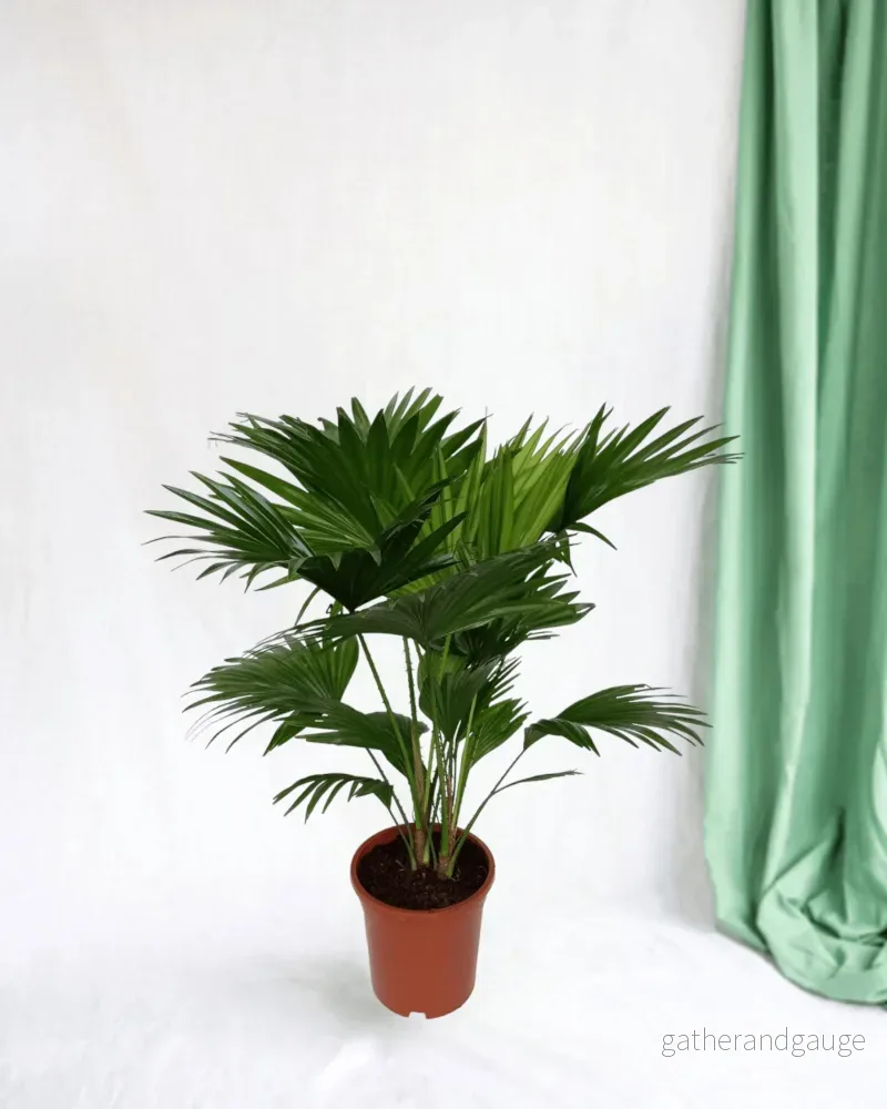 Livistona Rotundifolia h70cm