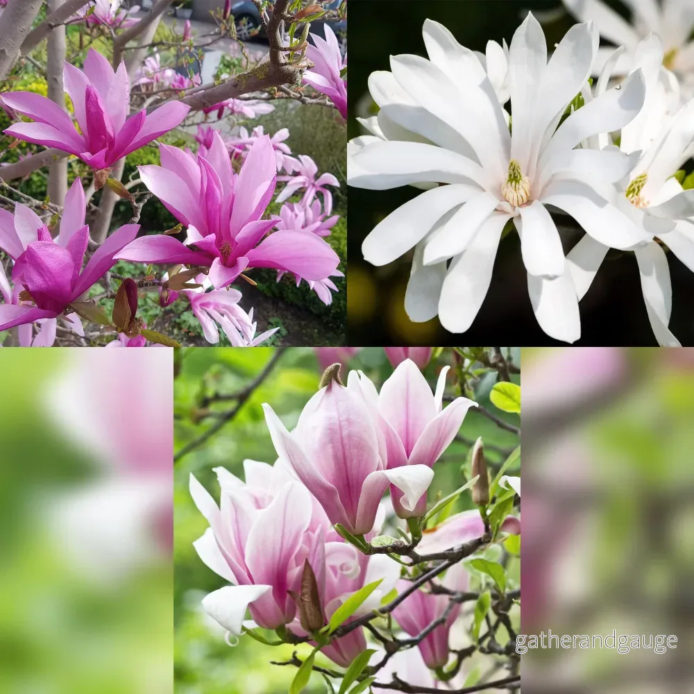 Magnolia (Magnolia) 'Mix'