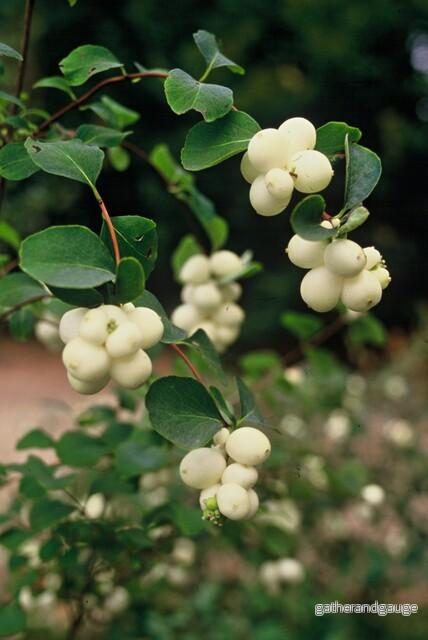 Symphoryna De Chenault (Symphoricarpos x chenaultii) 'Hancock'