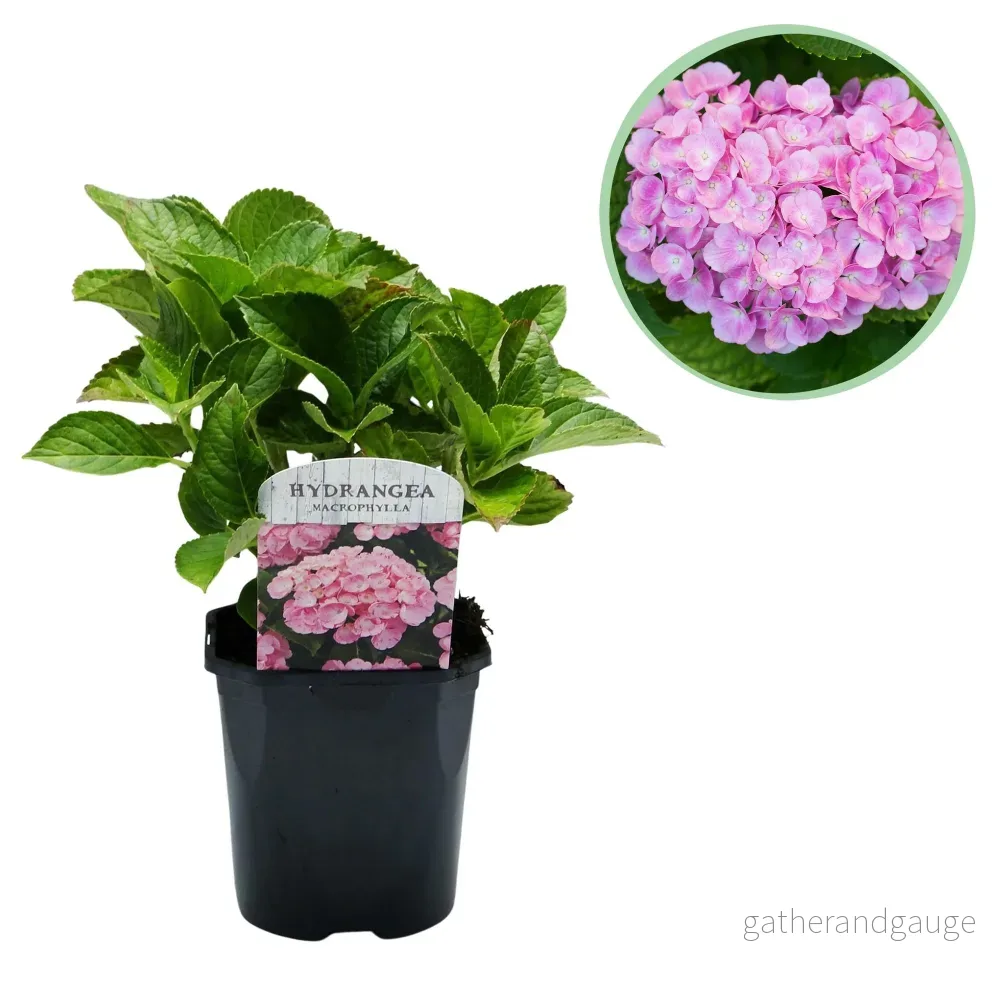 Hortensia (Hydrangea Macrophylla) 'Pink' - Rosa Trädgårdshortensia - Bild 2