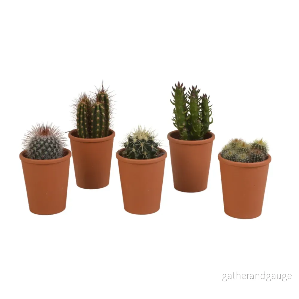 Kaktus presentförpackning - Set med 5 plantor, h13cm - Bild 2