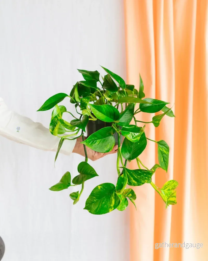 Pothos gyllene epipremnum