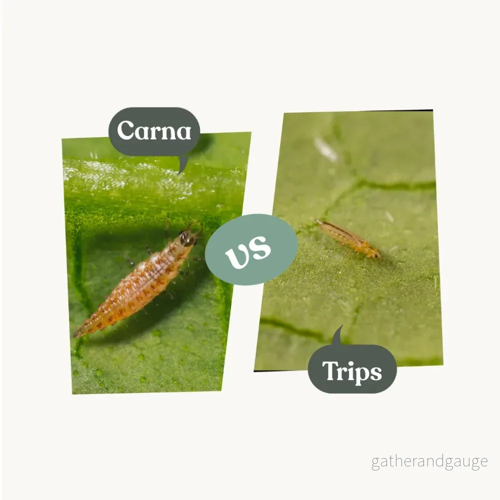 Carna – mot trips Carna – mot trips