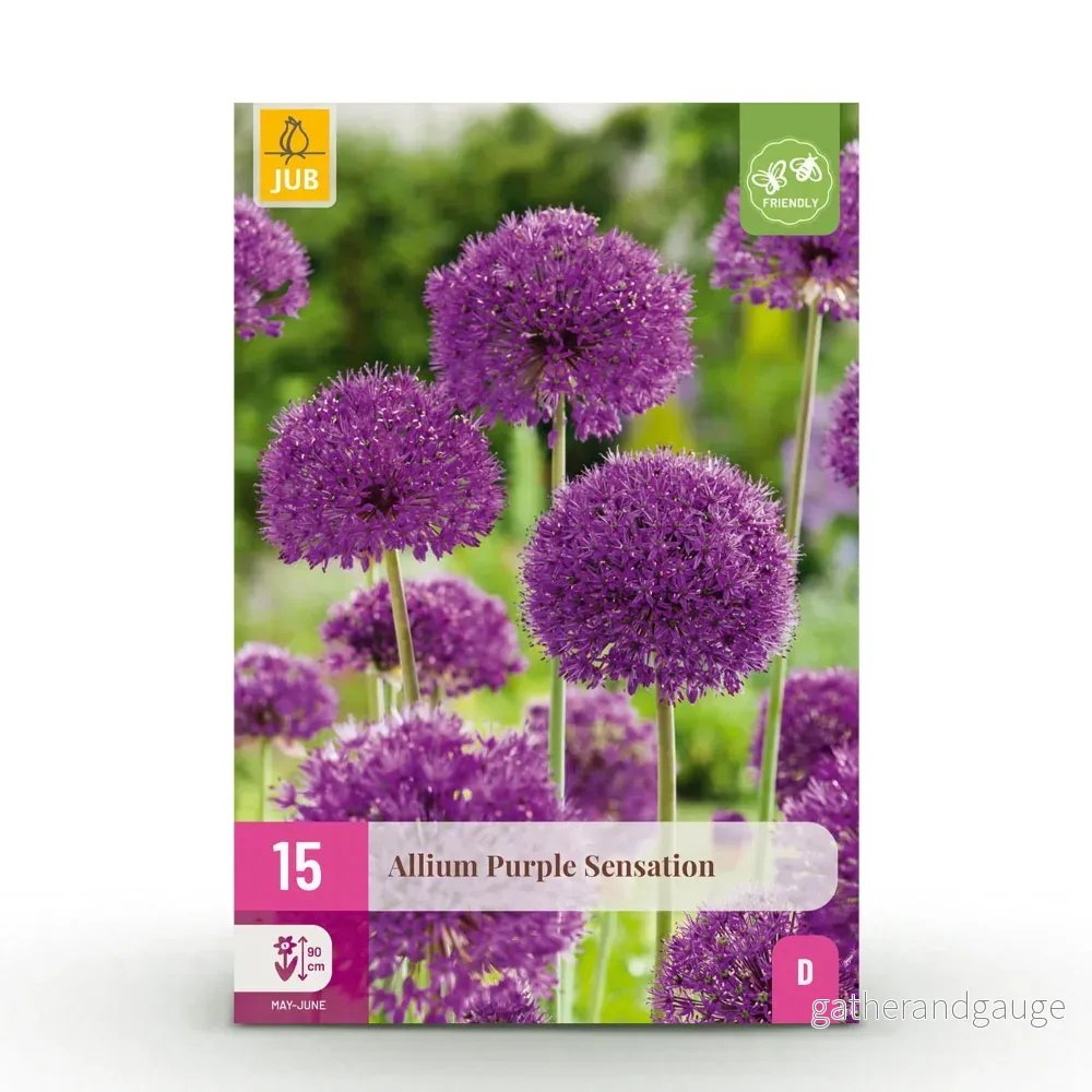 Green boutiQ - Bloembollen - Allium Purple Sensation - Kleur Paars - 15 stuks - Bolmaat 10/12 - XXL Pack