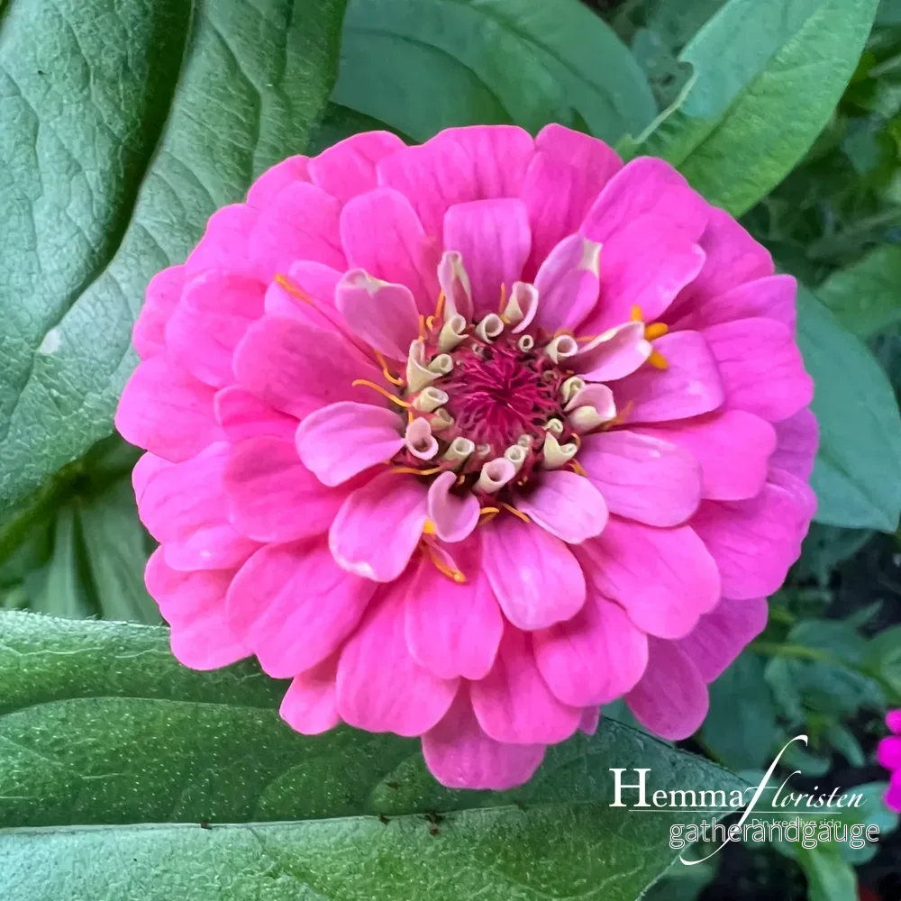 Zinnia - Oklaholma Carmine