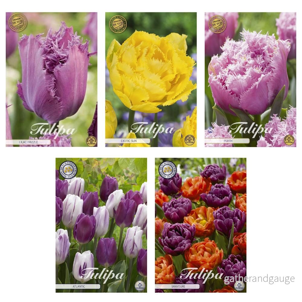 Tulpaner – Fringed and Garden Mix – 41 lökar Tulpaner – Fringed and Garden Mix – 41 lökar