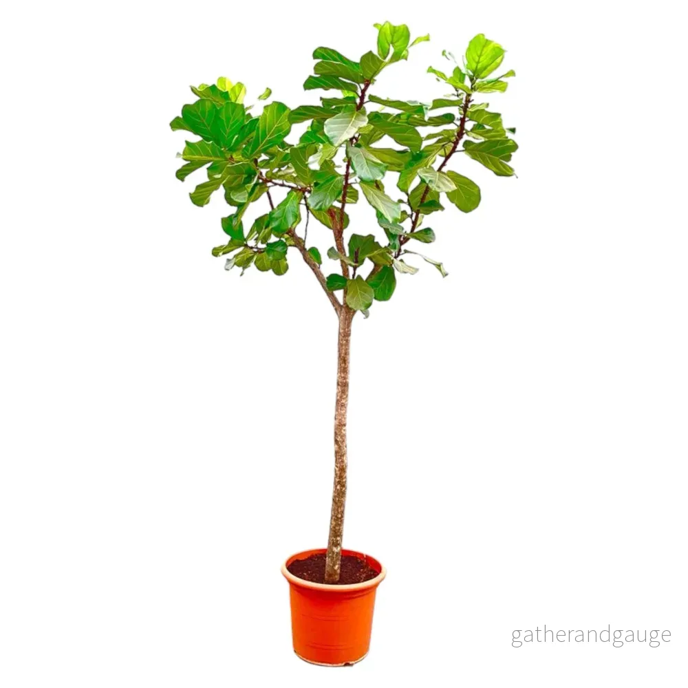 Ficus Lyrata bom XXXL – 300cm – ø55 Ficus Lyrata bom XXXL – 300cm – ø55