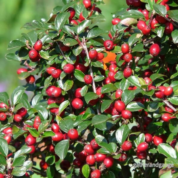 Cotoneaster Dammeri (Cotoneaster Dammeri) 'Major'
