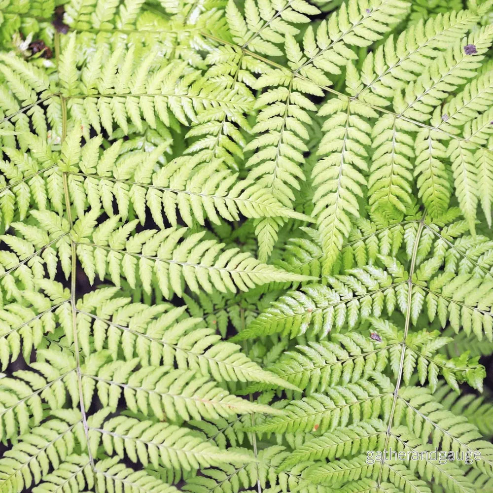 Manlig Bräken (Dryopteris filix-mas) ’Dryopteris Filix-Mas’