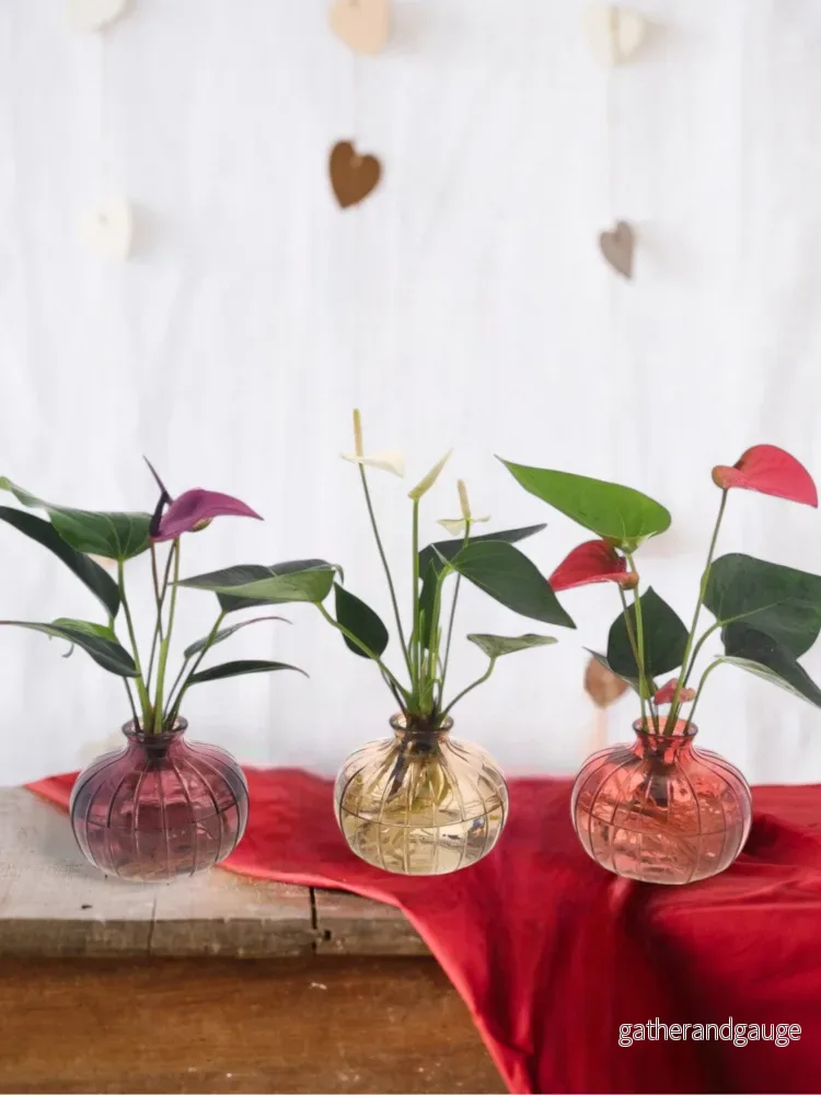 Anthurium trio i hydrokultur med sin Nela vas Anthurium trio i hydrokultur med sin Nela vas