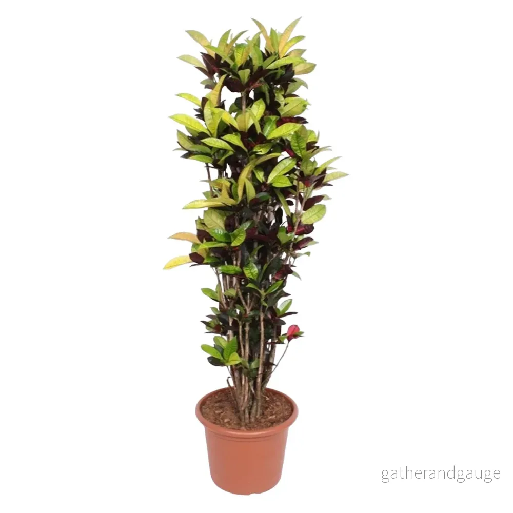 Codiaeum Iceton (Croton Iceton) – 190 cm – ø45