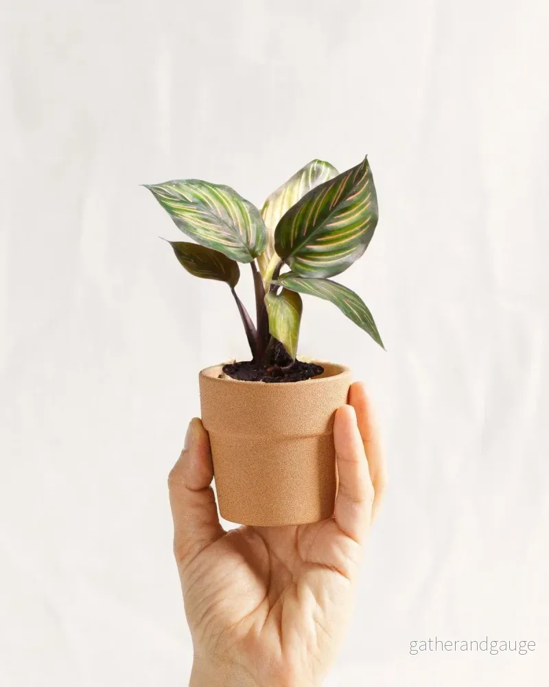 Mini Kalatea Mieli