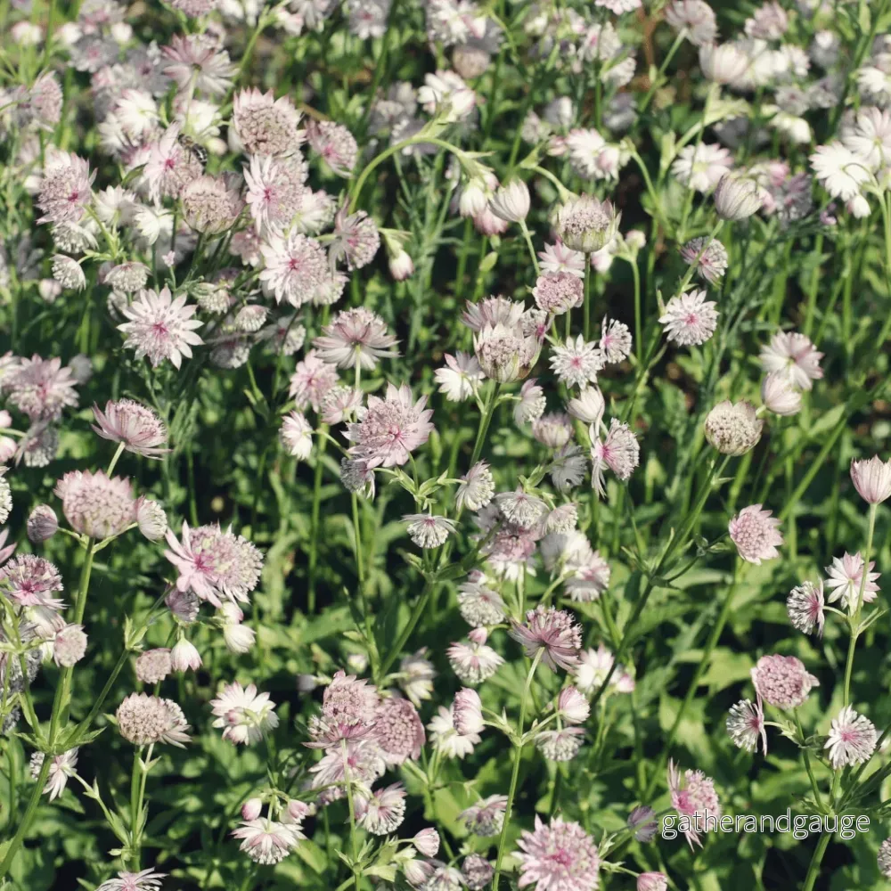 Astrance (Astrantia Major) ’Major’