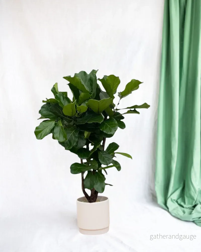 Ficus Lyrata Ficus Lyrata