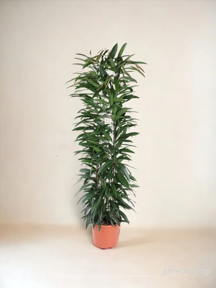 Ficus Alii King - 150 cm - ø29 - Bild 2