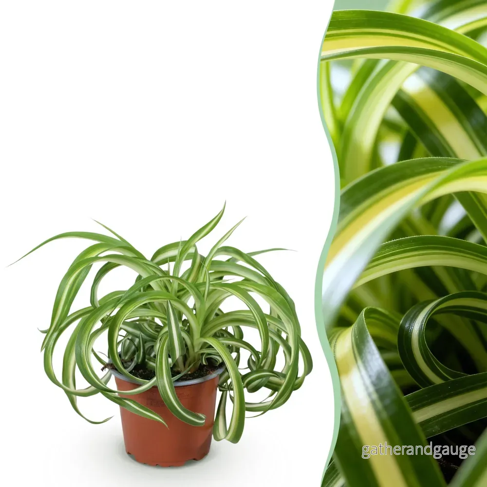 Chlorophytum comosum Bonnie - Bild 2