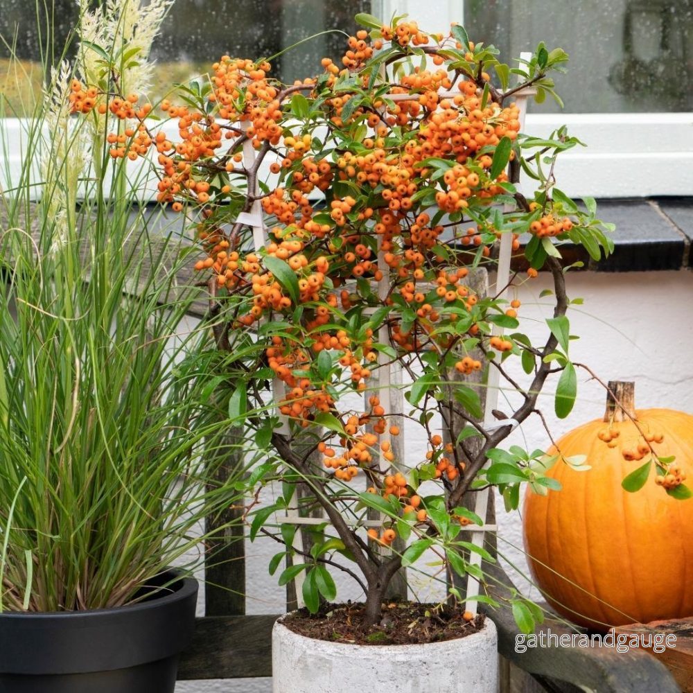 3 x Pyracantha coccinea mix 3 x Pyracantha coccinea mix