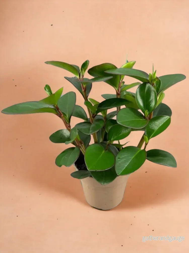 Peperomia Clusiifolia Röd marginal