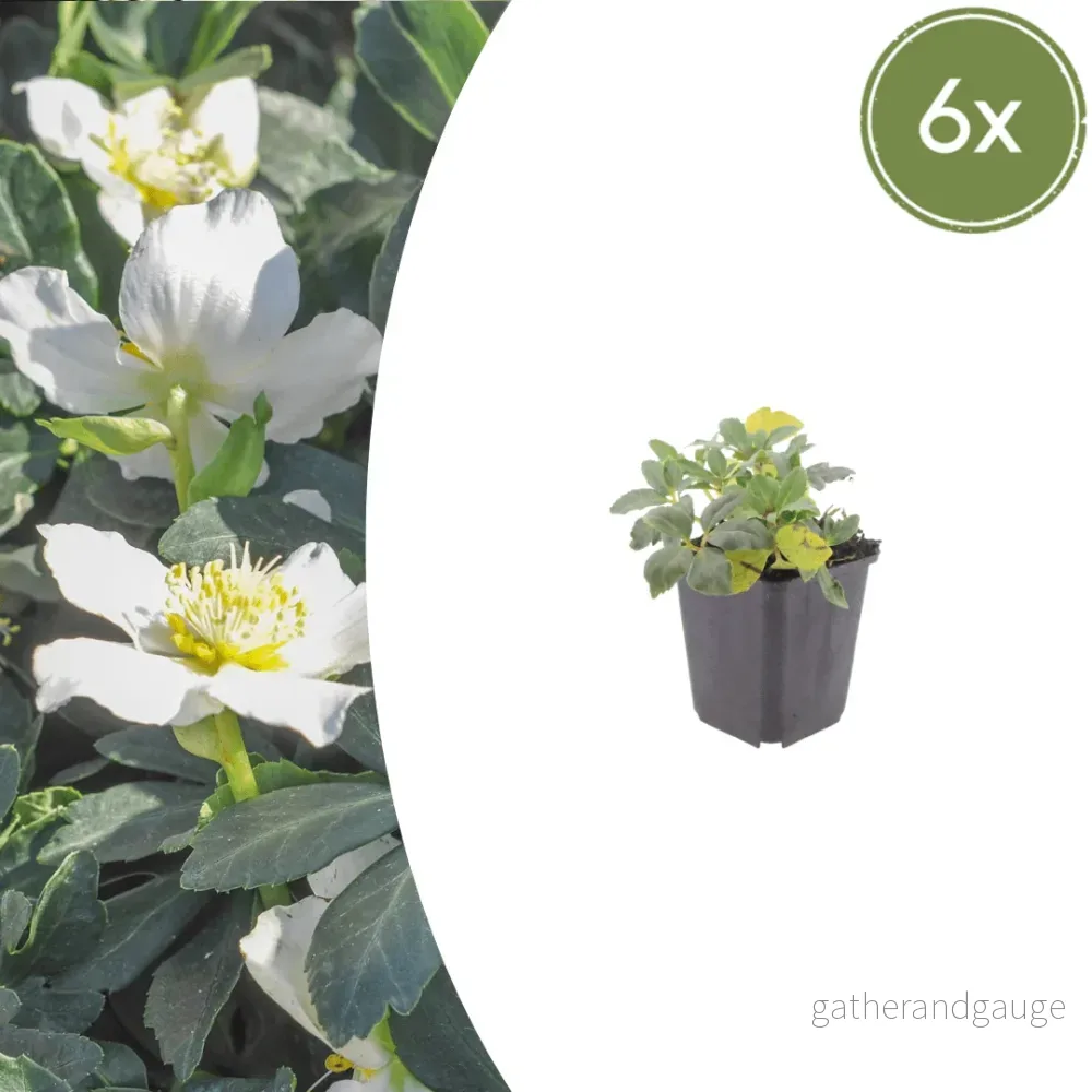 Jouluroos (Helleborus niger) 'Niger' - Bild 2