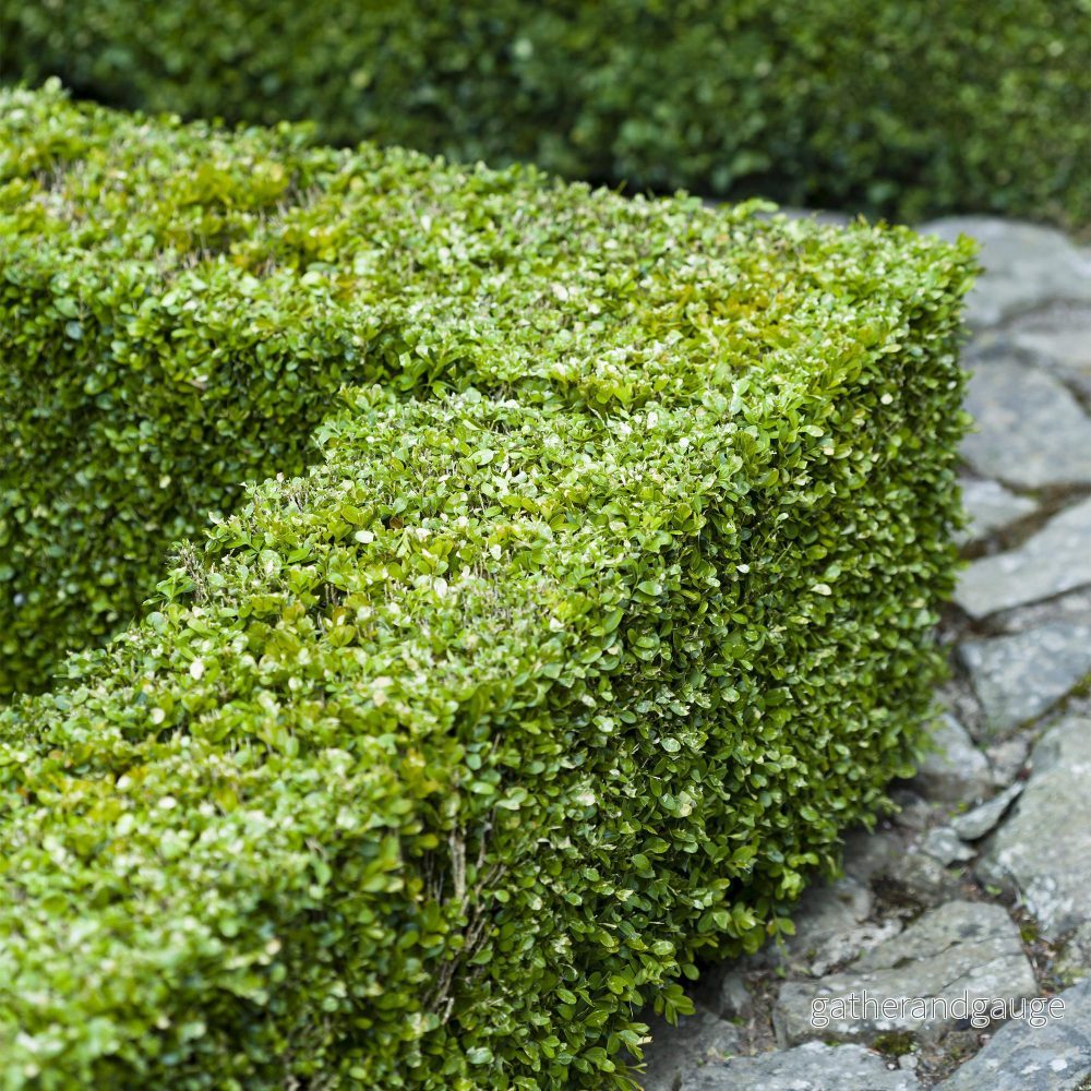 Buxbom (Buxus Sempervirens) 'Buxus Sempervirens'