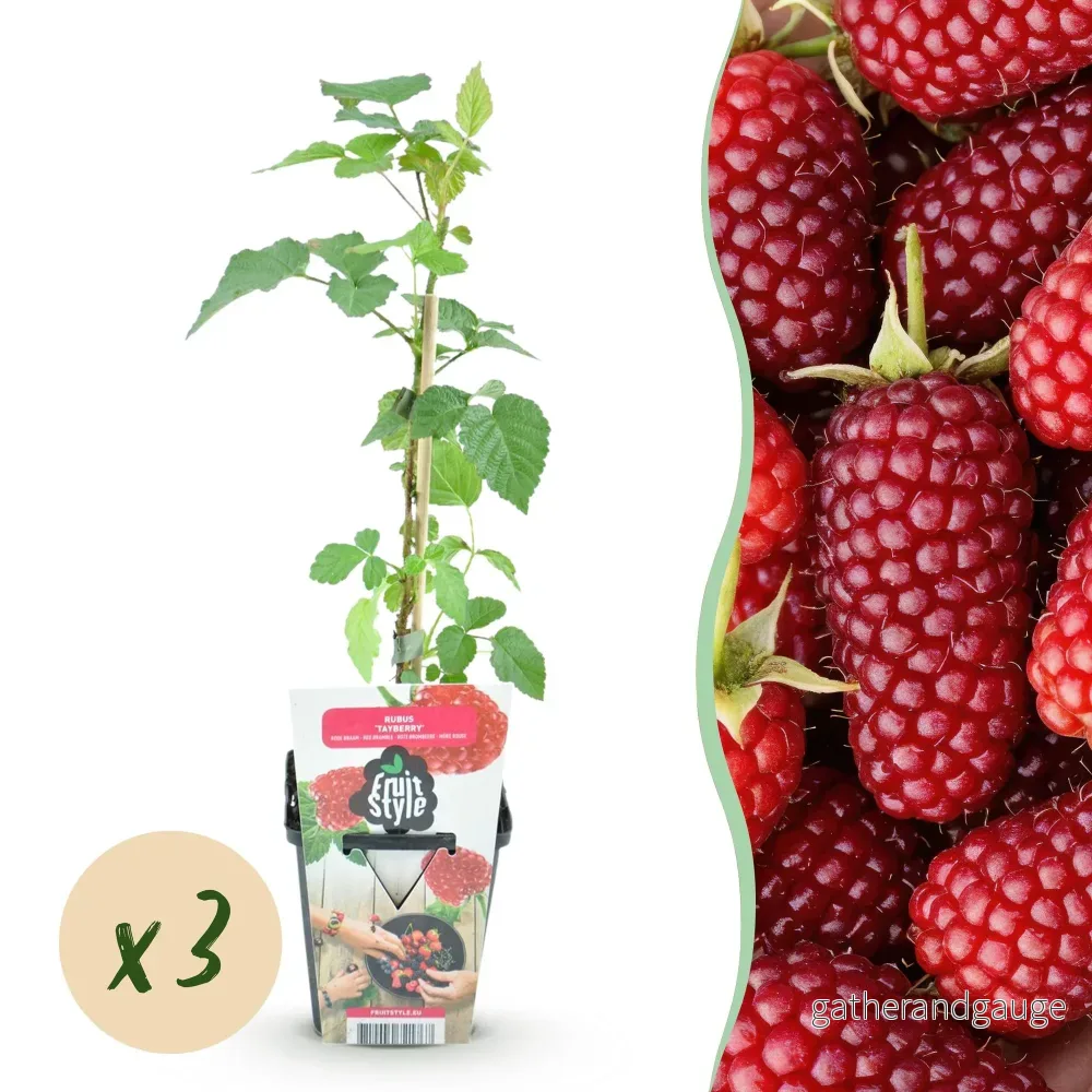 Mullbär-Hallon (Rubus) 'Tayberry' - Bild 2