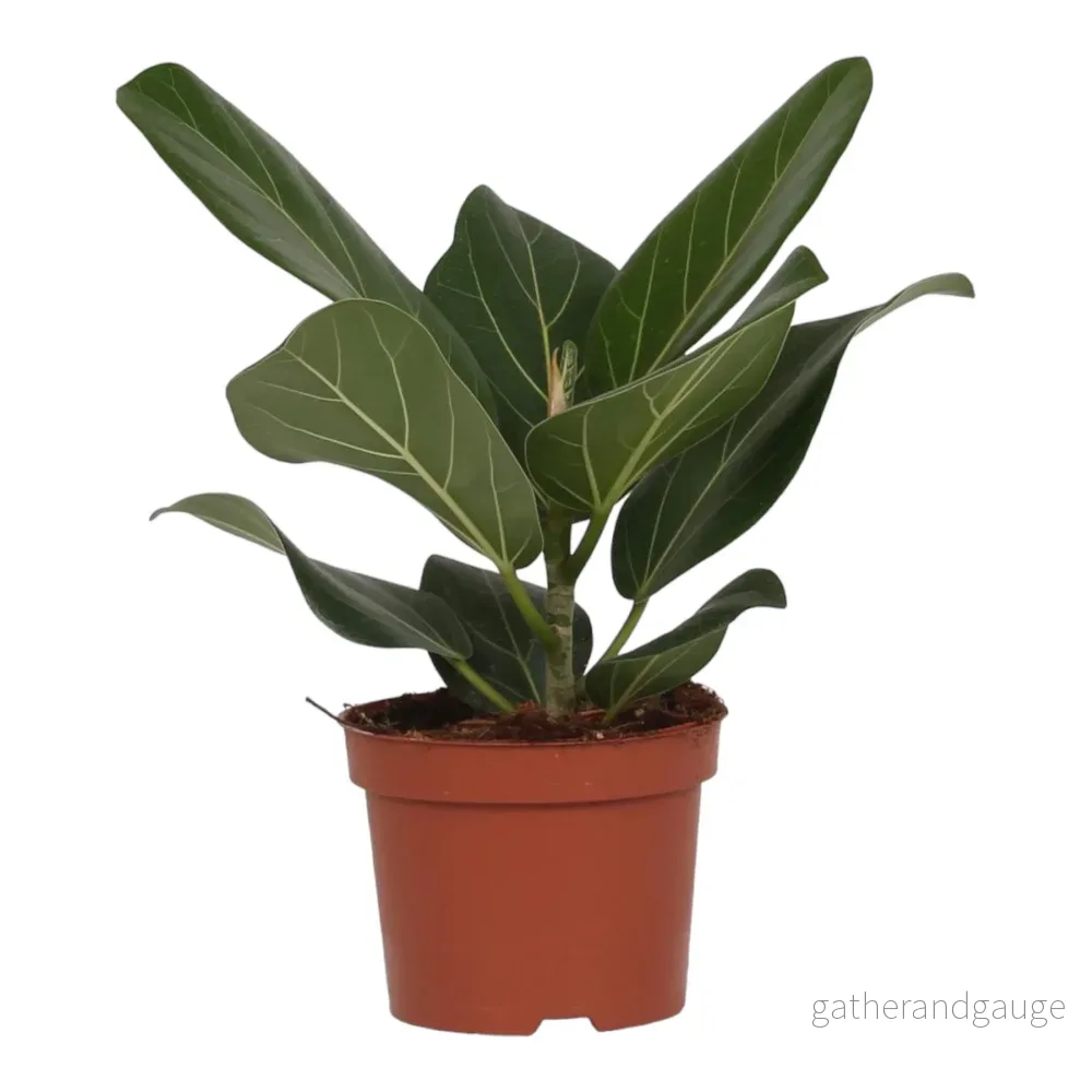 Ficus Bengalensis Ficus Bengalensis