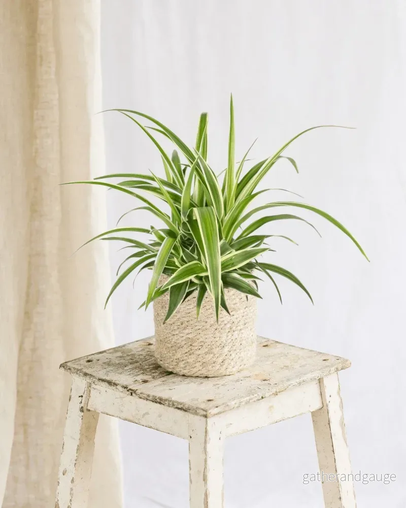 Chlorophytum variegata Chlorophytum variegata