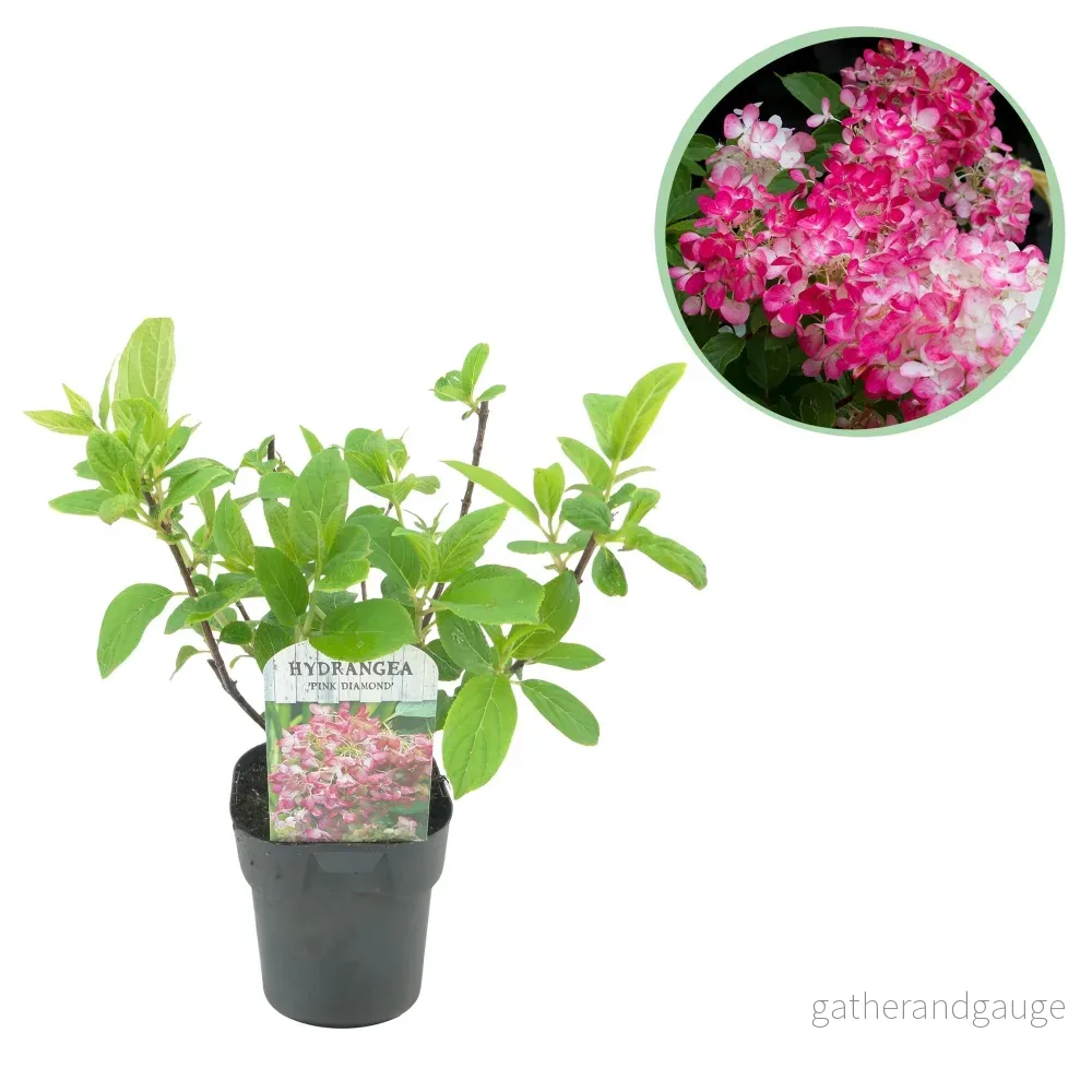 Hortensia Paniculata (Hydrangea paniculata) 'Pink Diamond' - Bild 3
