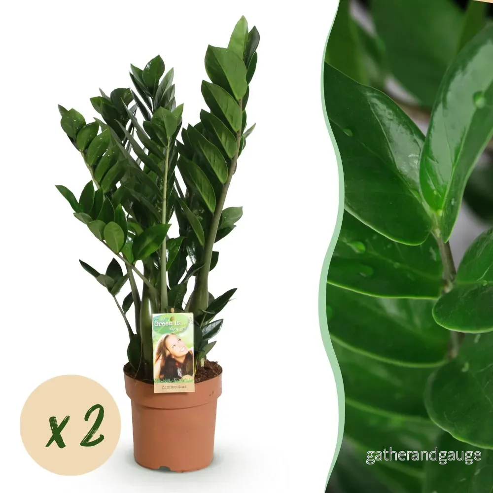 Zamioculcas - 2-pack - Kruka 17 cm - Höjd 65-75 cm - Bild 2