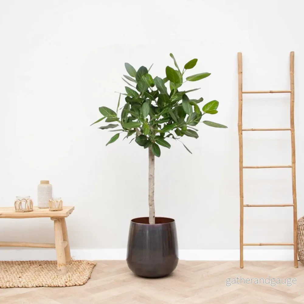 Ficus Audrey Benghalensis - Bild 2