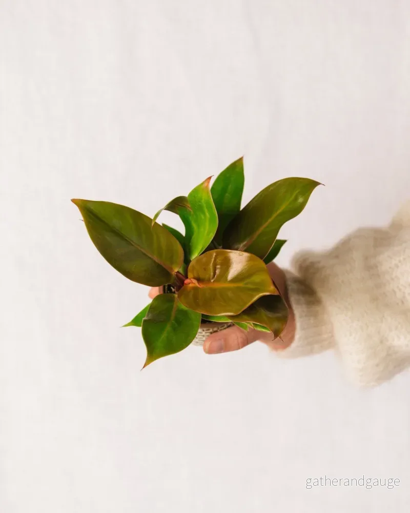 Mini Philodendron Prince of Orange Mini Philodendron Prince of Orange