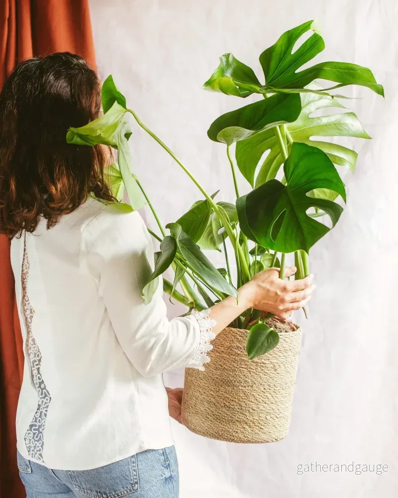 Monstera Deliciosa Monstera Deliciosa