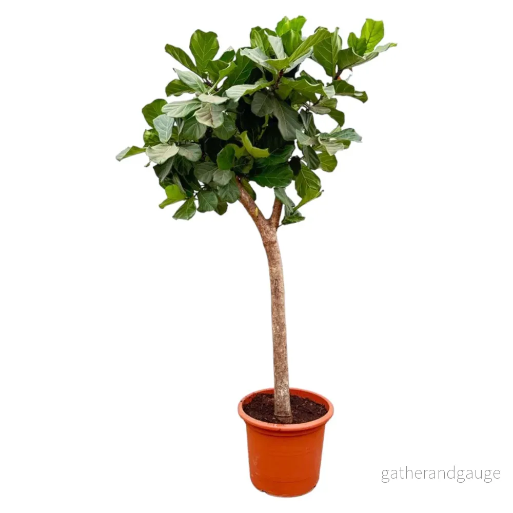 Ficus Lyrata bom XXXL – 230cm – ø42 Ficus Lyrata bom XXXL – 230cm – ø42
