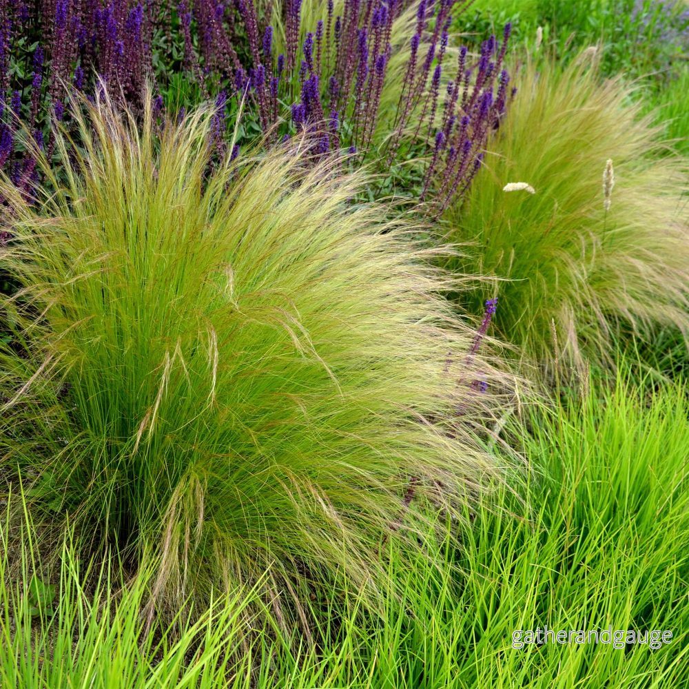 Cheveux D'Ange (Stipa Tenuissima) 'Pony Tails' - Bild 3