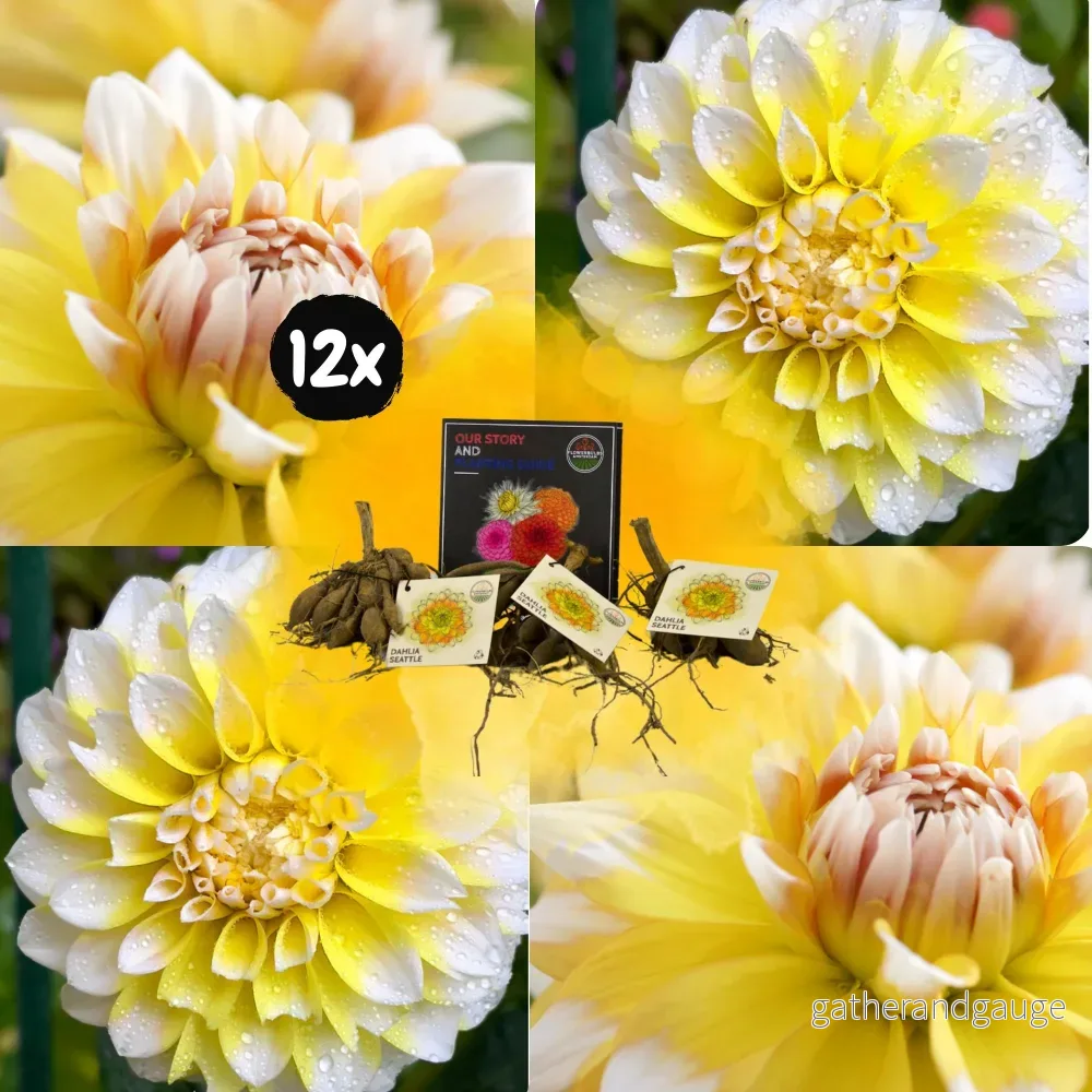 Dahlia Seattle stora blommor – Box med 12 lökar Dahlia Seattle stora blommor – Box med 12 lökar