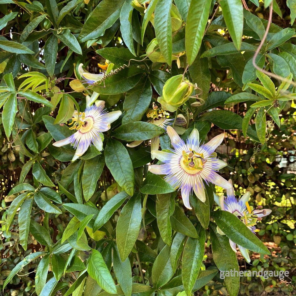 Passionsblomma (Passiflora Caerulea) 'Passiflora Caerulea'