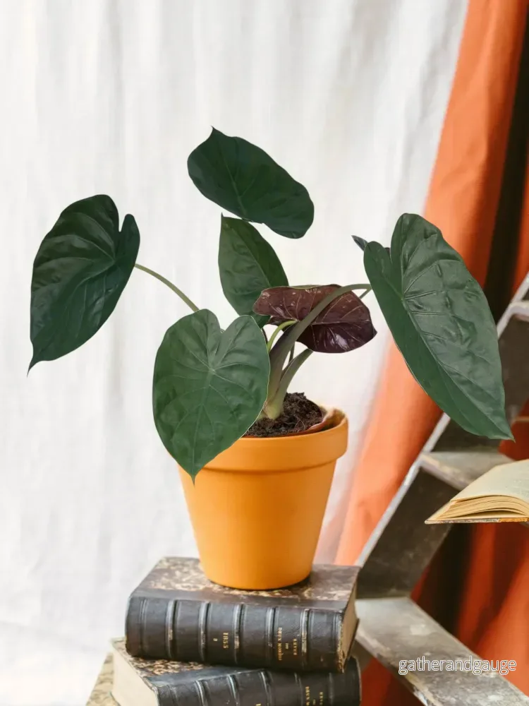 Alocasia Wentii Alocasia Wentii
