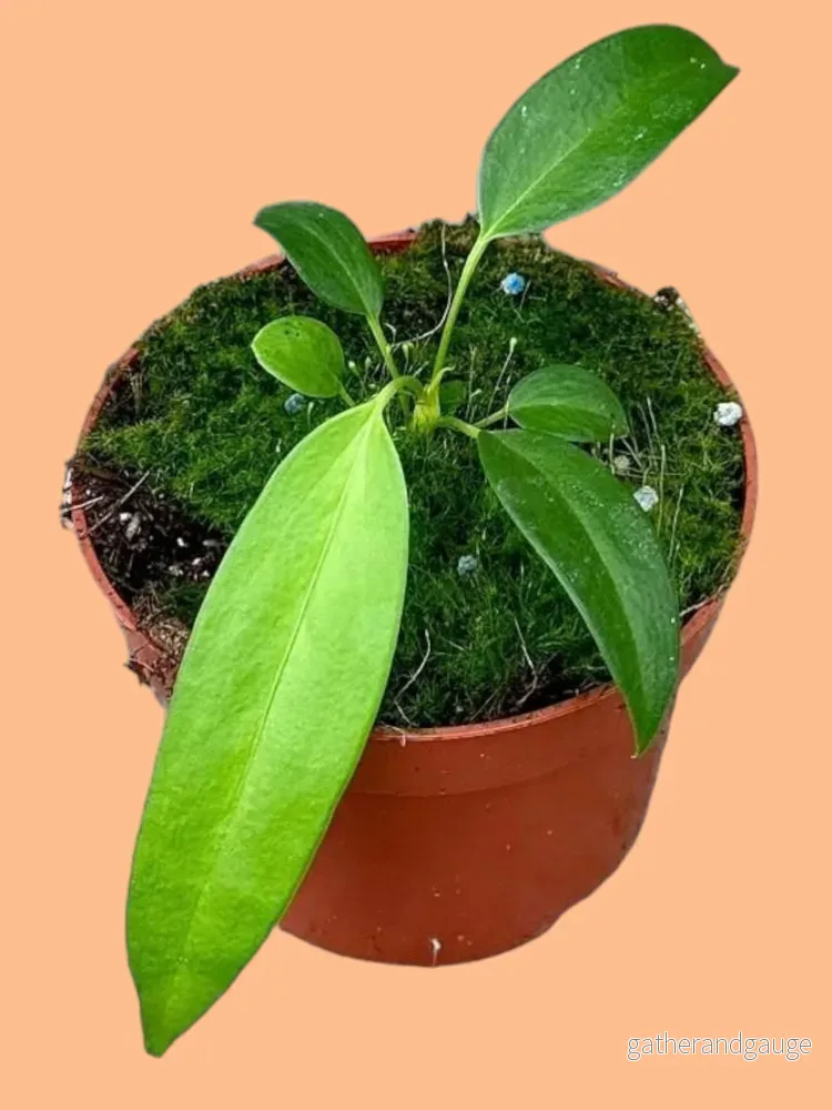 Anthurium Wendlingeri Anthurium Wendlingeri