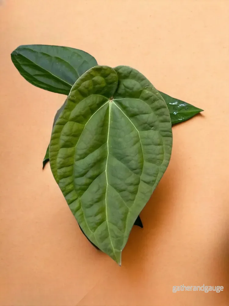 Anthurium Crystallinum X Luxurians Anthurium Crystallinum X Luxurians