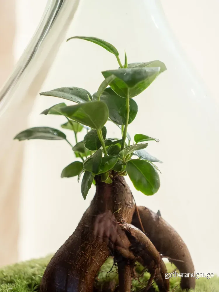 Terrarium - Cayenne - Bild 2