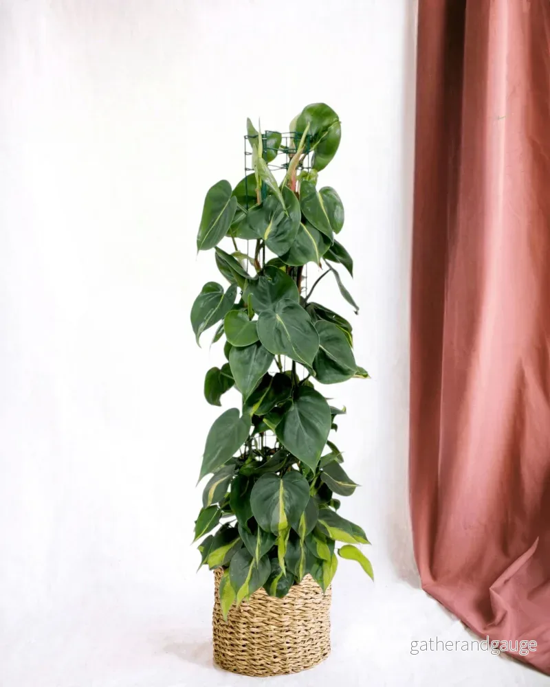 Philodendron Brasilien