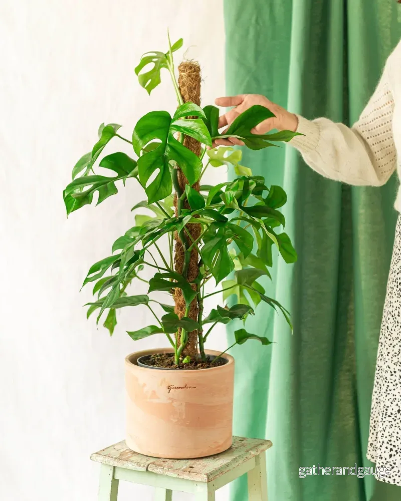 Monstera Minima på spel