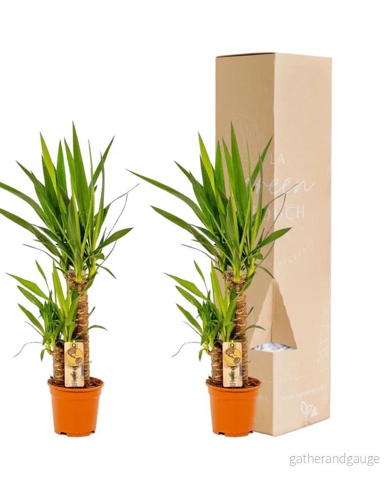 Yucca box - Set med 2 plantor, h90cm - Bild 2