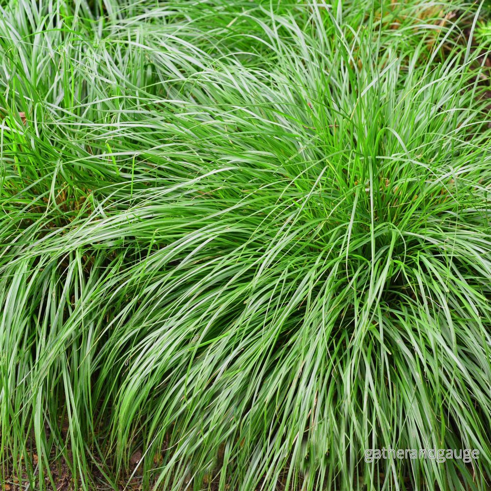 Japansk Starr (Carex Oshimensis) 'Intense Green'